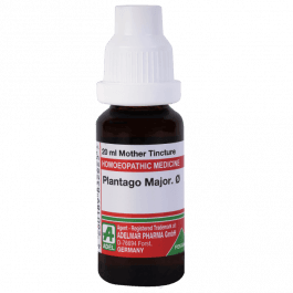 Plantago Major 12