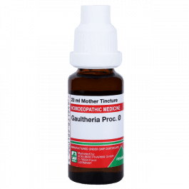 Gaultheria Procumbens 13