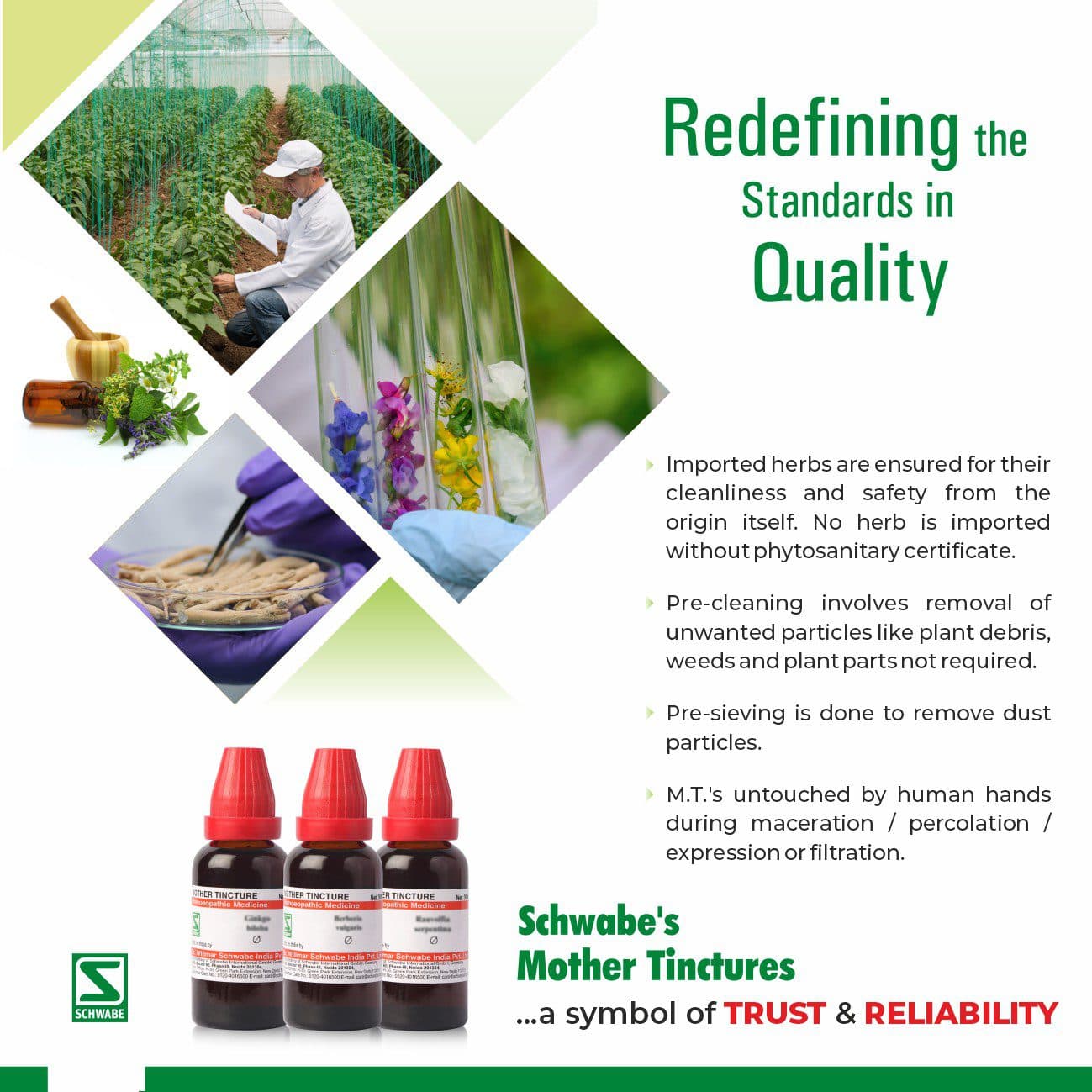 Chelidonium Majus 3