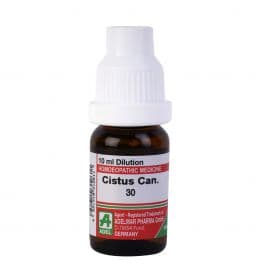 Cistus Canadensis 3