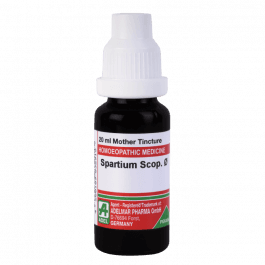 Spartium Scoparium (Cytisus) 3