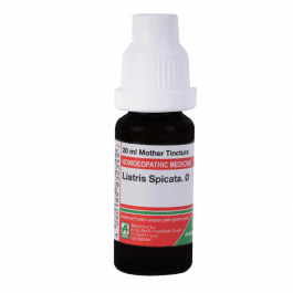 Liatris Spicata 6