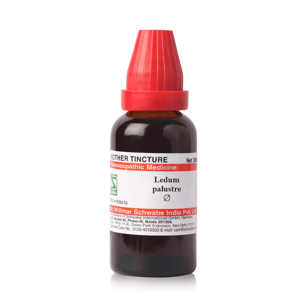 Ledum Palustre 2