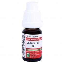 Ledum Palustre 2