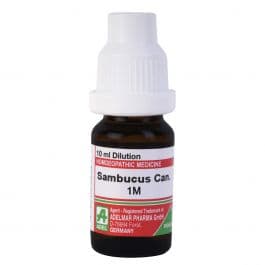 Sambucus Canadensis 3