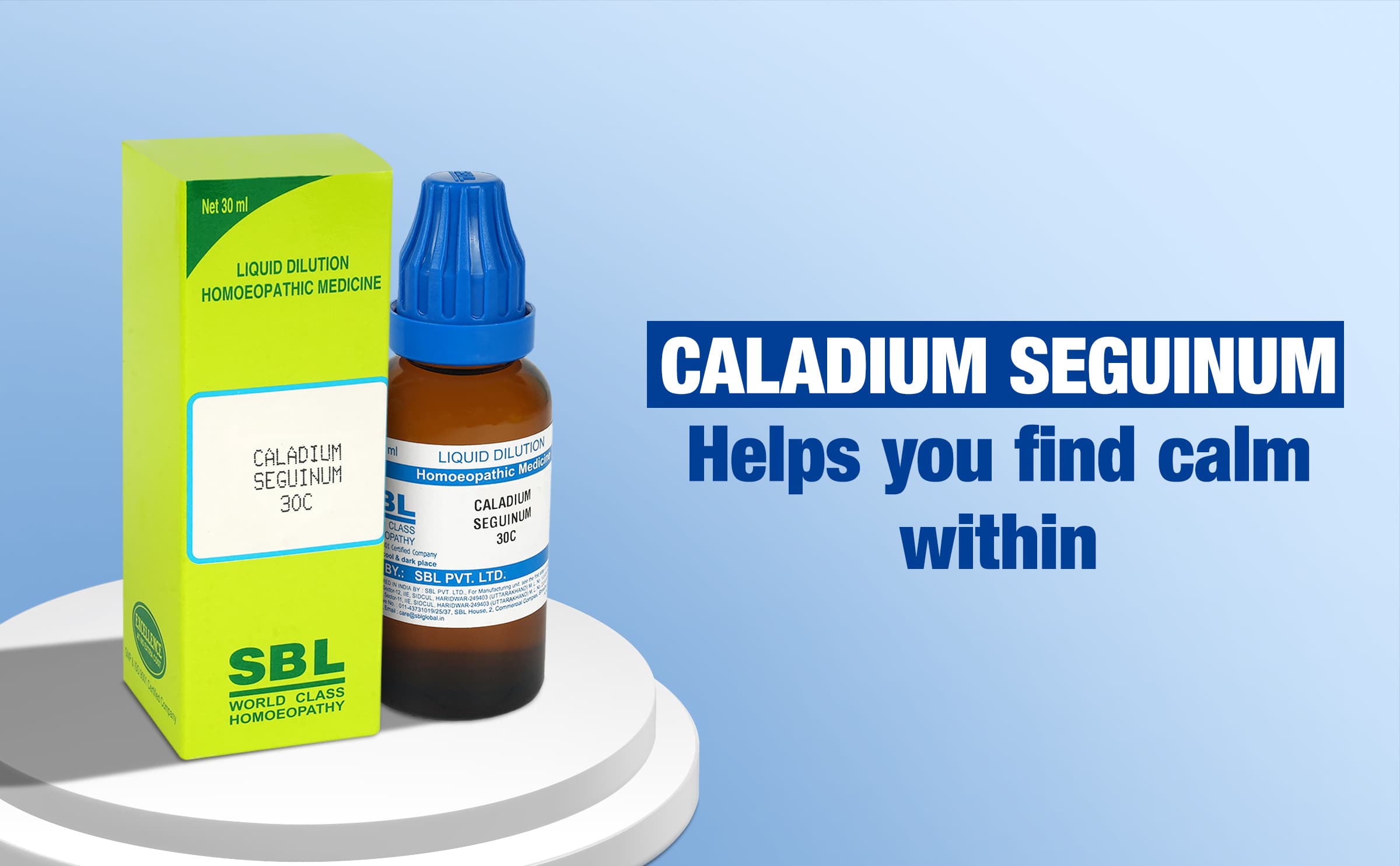 Caladium Seguinum 3