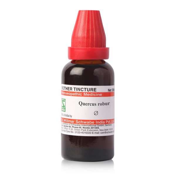 Quercus Robur 2