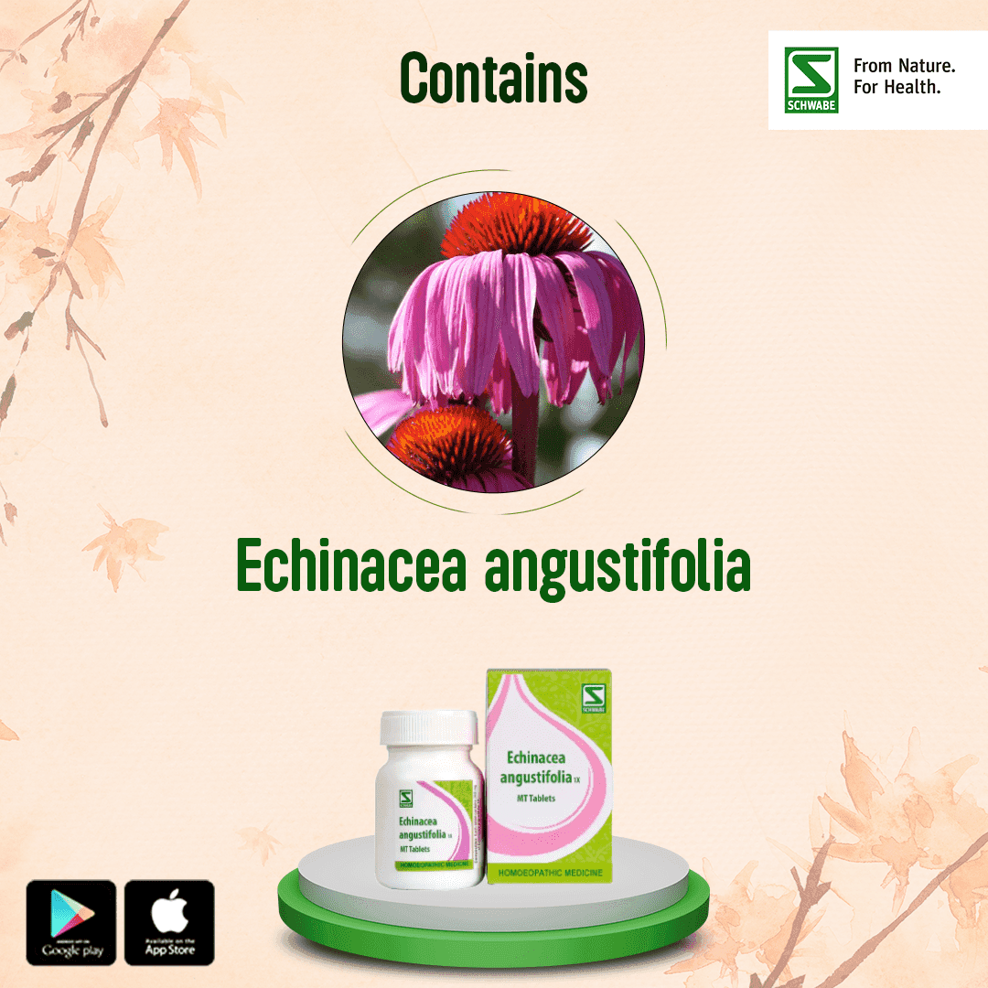 Echinacea Angustifolia 3