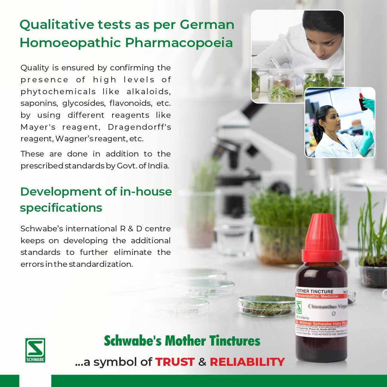 Gaultheria Procumbens 5
