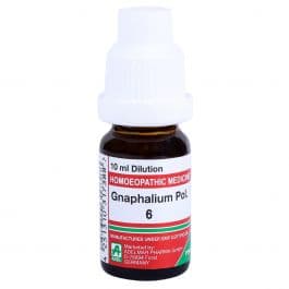 Gnaphalium Polycephalum 9