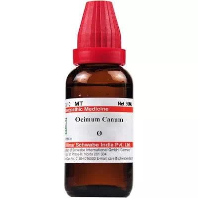 Ocimum Canum