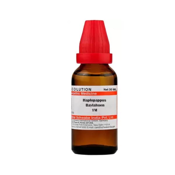 Haplopappus Baylahuen 1