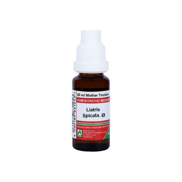 Liatris Spicata