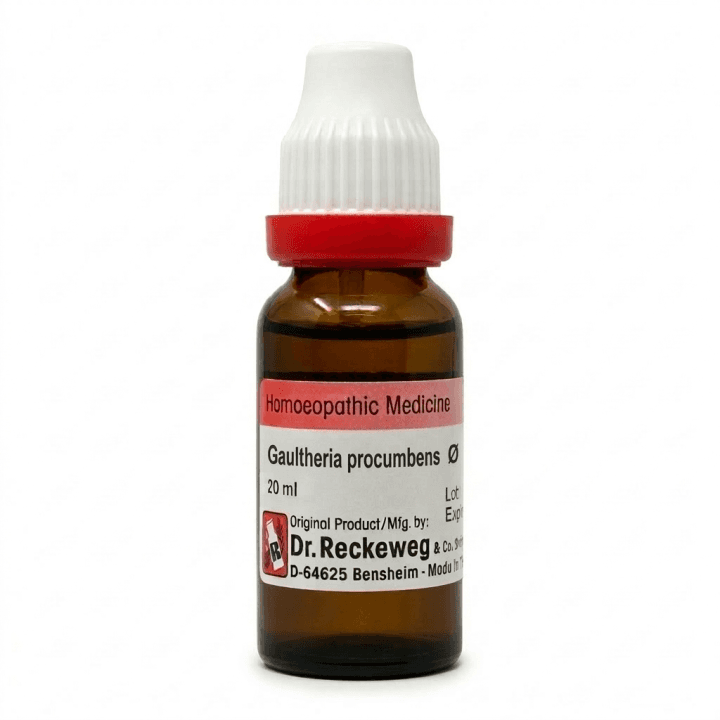 Gaultheria Procumbens 2