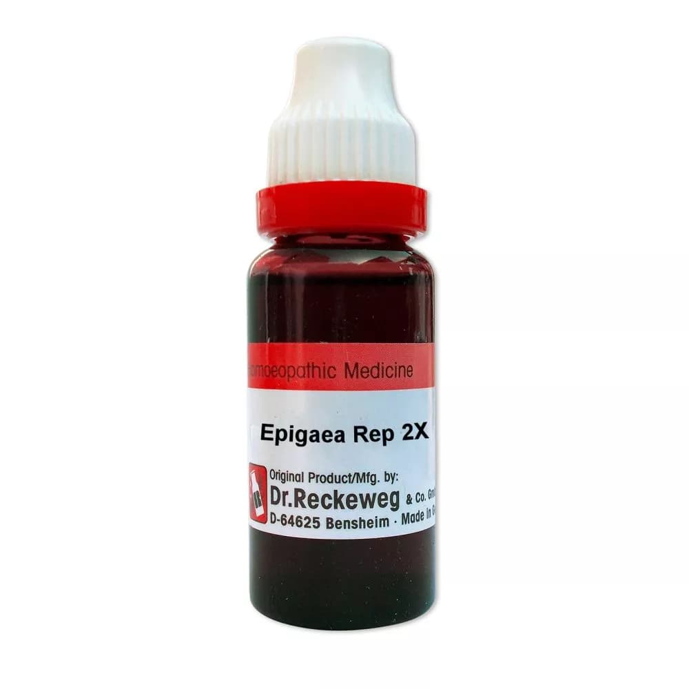 Epigaea Repens 2X
