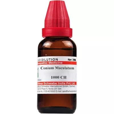 Conium Maculatum
