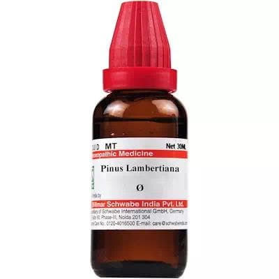 Pinus Lambertiana