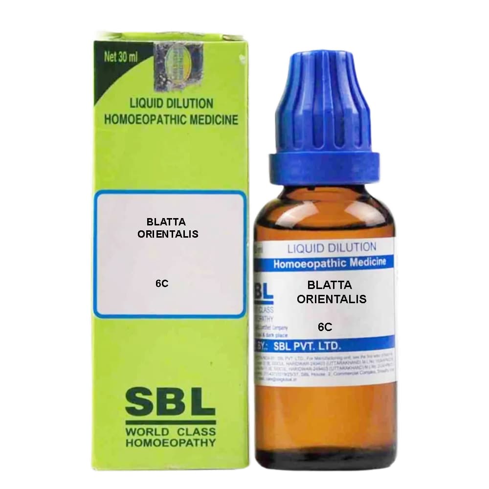 Blatta Orientalis