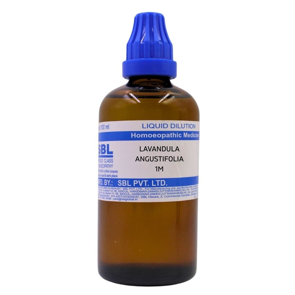 Lavandula Angustifolia