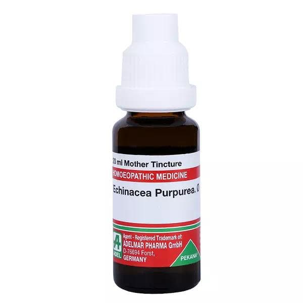 Echinacea Purpurea