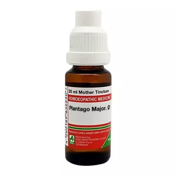 Plantago Major